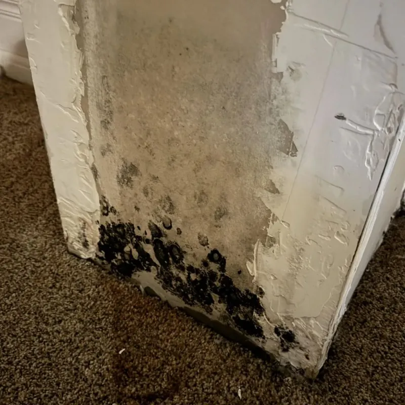 Professional Mold Removal in Caswell County, NC